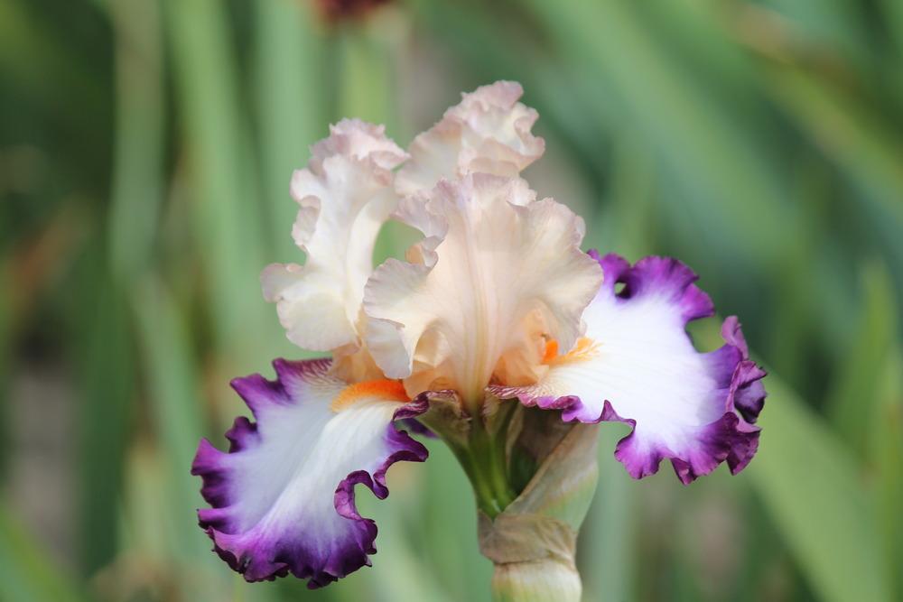 Photo of Tall Bearded Iris (Iris 'Brouhaha') uploaded by ARUBA1334