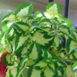 Location: Suburban Denver, Colorado
Date: 2012-09-04
lovely leaves of coleus Versa Green Halo