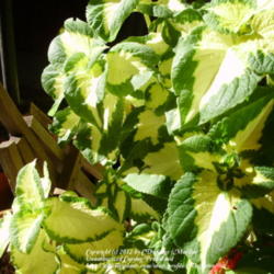 Location: Suburban Denver, Colorado
Date: 2012-09-04
Beautiful variegated leaves on Coleus Versa Green Halo