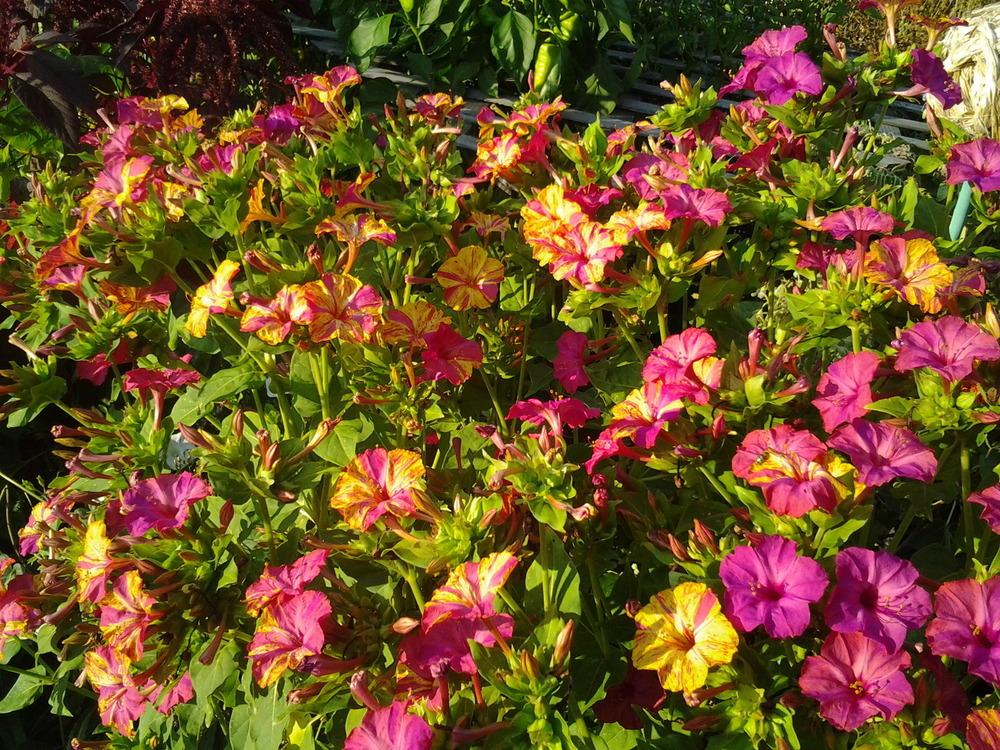 Photo of Four o'Clocks (Mirabilis jalapa 'Broken Colors') uploaded by Chickensonmars