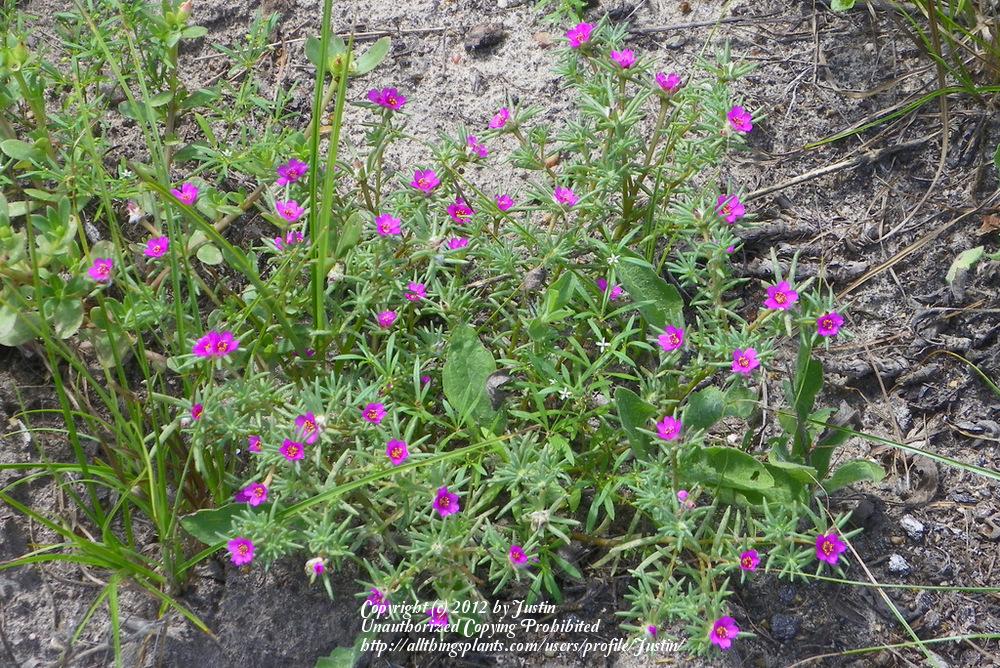 Photo of Kiss Me Quick (Portulaca pilosa) uploaded by Justin