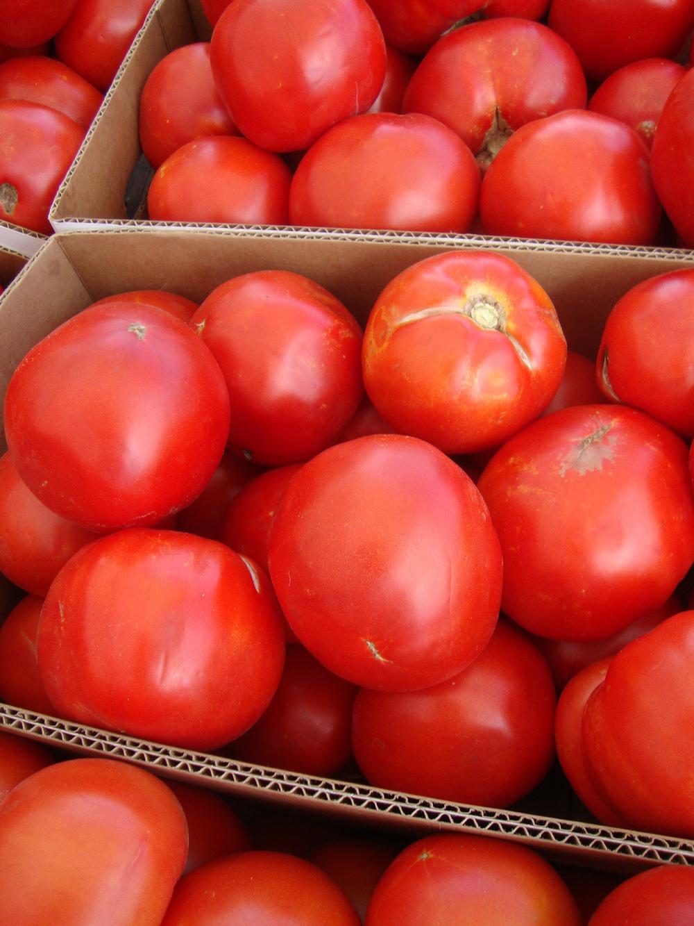 Photo of Tomato (Solanum lycopersicum 'Goliath') uploaded by Paul2032