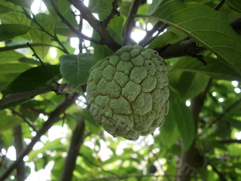 Photo of Sugar Apple (Annona squamosa) uploaded by kaleem