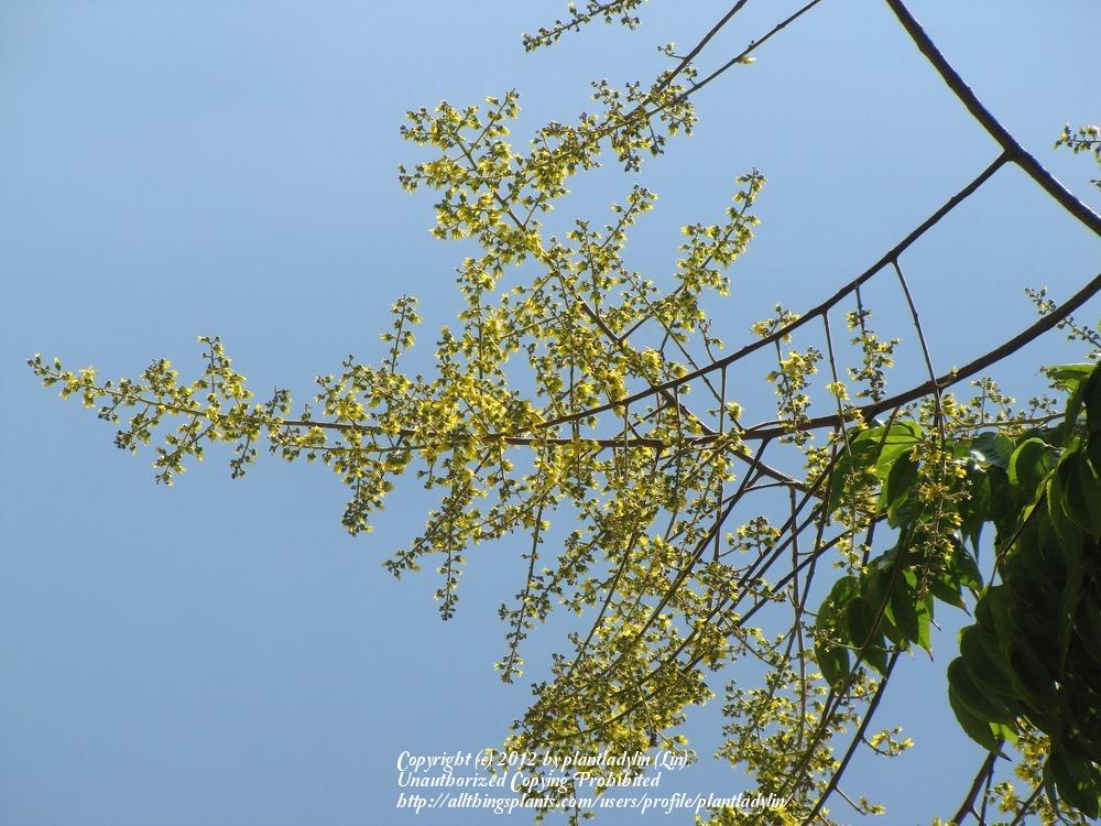 Photo of Golden Rain Tree (Koelreuteria elegans) uploaded by plantladylin