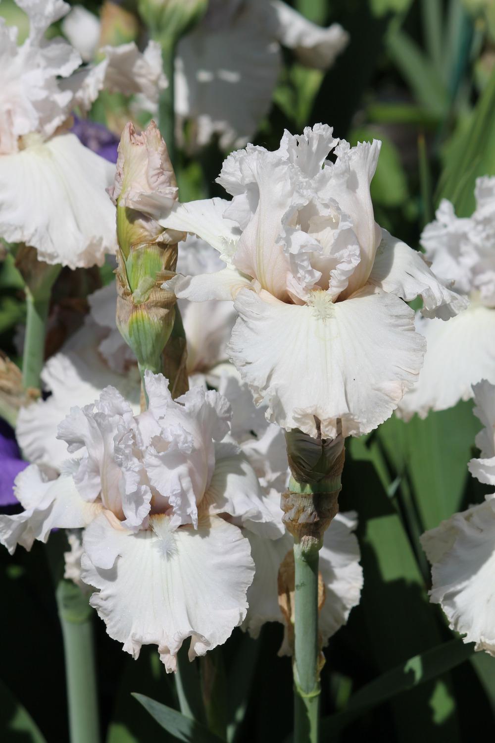 Photo of Tall Bearded Iris (Iris 'Venetian Glass') uploaded by ARUBA1334