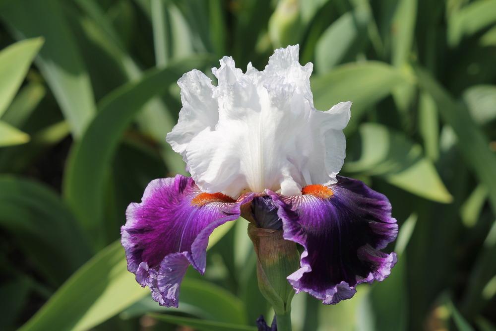 Photo of Tall Bearded Iris (Iris 'Royal Orders') uploaded by ARUBA1334