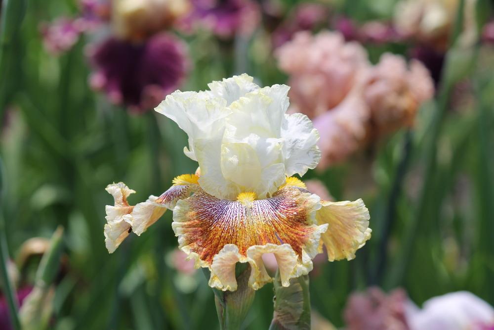 Photo of Tall Bearded Iris (Iris 'Wonders Never Cease') uploaded by ARUBA1334