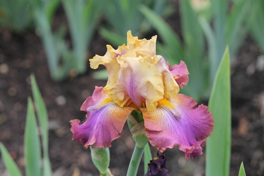 Photo of Tall Bearded Iris (Iris 'Trillion') uploaded by ARUBA1334