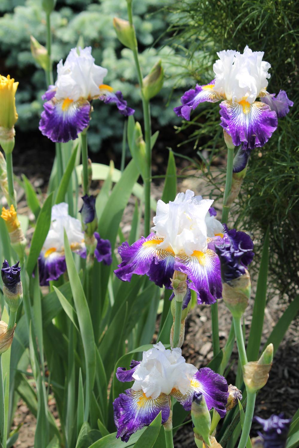 Photo of Tall Bearded Iris (Iris 'Flash of Light') uploaded by ARUBA1334