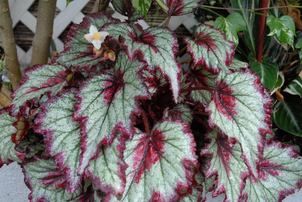 Photo of Begonia 'Ring of Fire' uploaded by GordonHawk