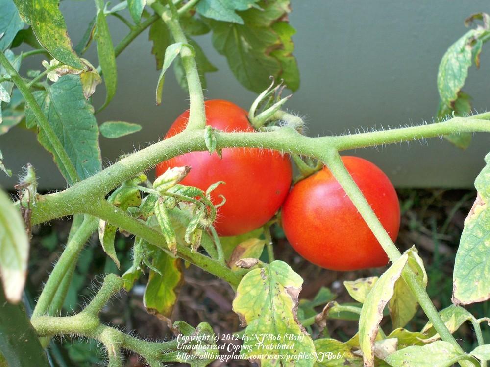 Photo of Tomato (Solanum lycopersicum 'Celebrity') uploaded by NJBob