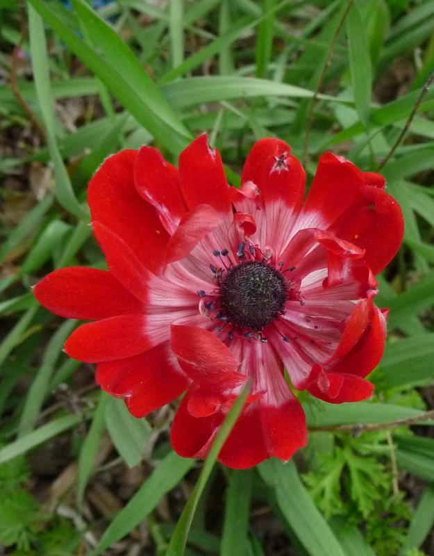 Photo of Poppy Anemone (Anemone coronaria) uploaded by gardengus