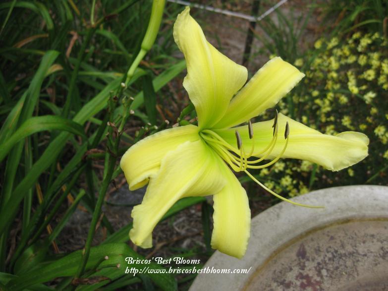 Photo of Daylily (Hemerocallis 'Walt Reinke') uploaded by Joy