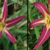 Photo Courtesy of Daredevil Daylilies. Used with Permission