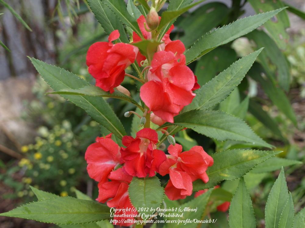 Photo of Touch-Me-Not (Impatiens balsamina) uploaded by Onewish1