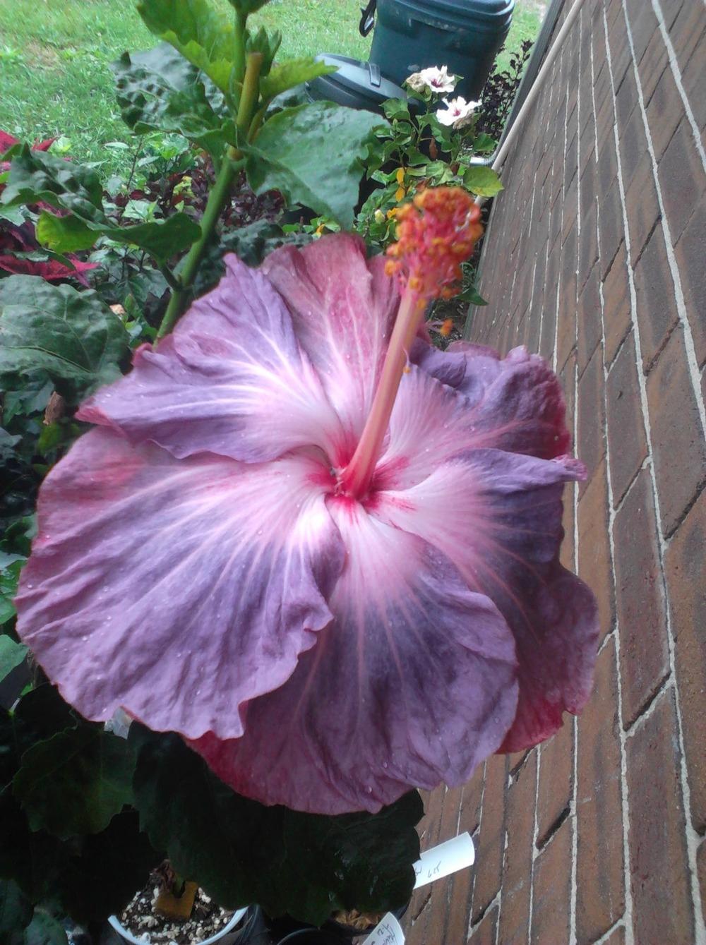 Photo of Tropical Hibiscus (Hibiscus rosa-sinensis 'Sugar Plum') uploaded by stplong
