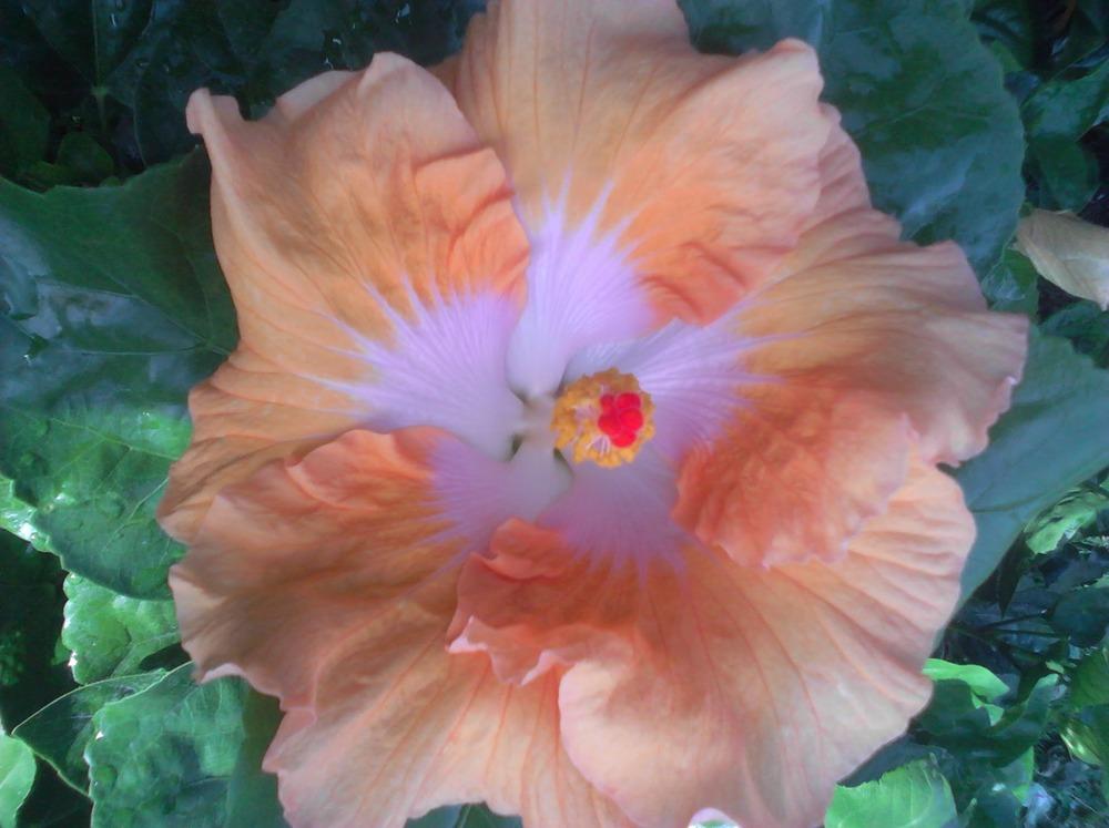Photo of Tropical Hibiscus (Hibiscus rosa-sinensis 'Golden Mist') uploaded by stplong