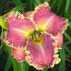 Photo Courtesy of CHARMnRON DAYLILIES. Used with Permission
