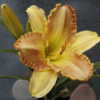 Photo Courtesy of Daredevil Daylilies. Used with Permission