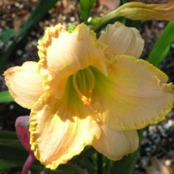 
Photo Courtesy of CHARMnRON DAYLILIES. Used with Permission