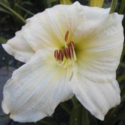 
Photo Courtesy of Daredevil Daylilies. Used with Permission