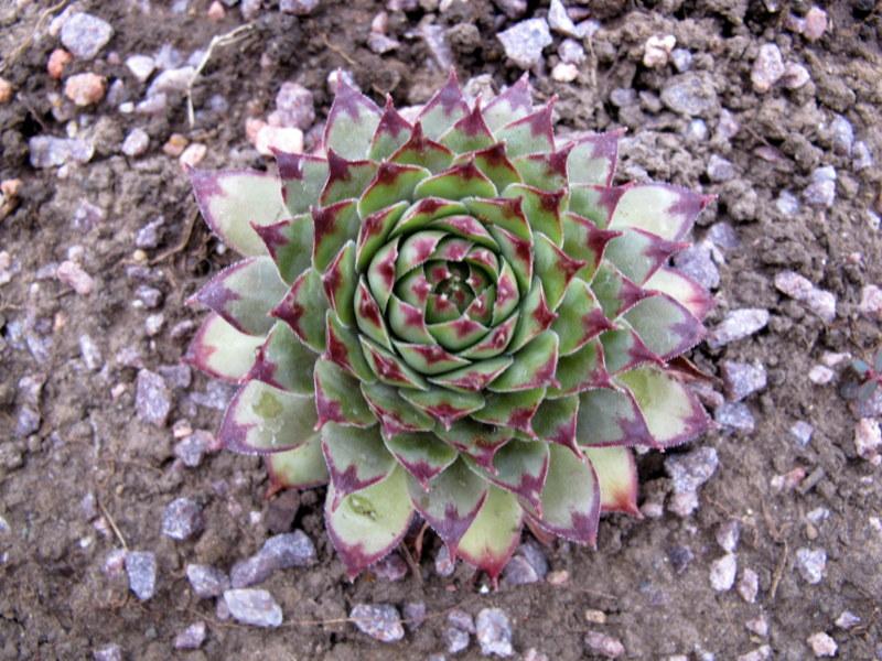 Photo of Hen and Chicks (Sempervivum 'Cafe') uploaded by goldfinch4