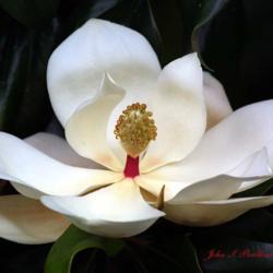 Location: Norco, LA
Date: Spring
Magnolia Grandiflora flower