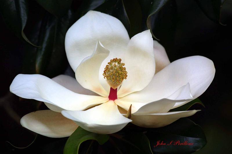 Photo of Southern Magnolia (Magnolia grandiflora) uploaded by jperilloux