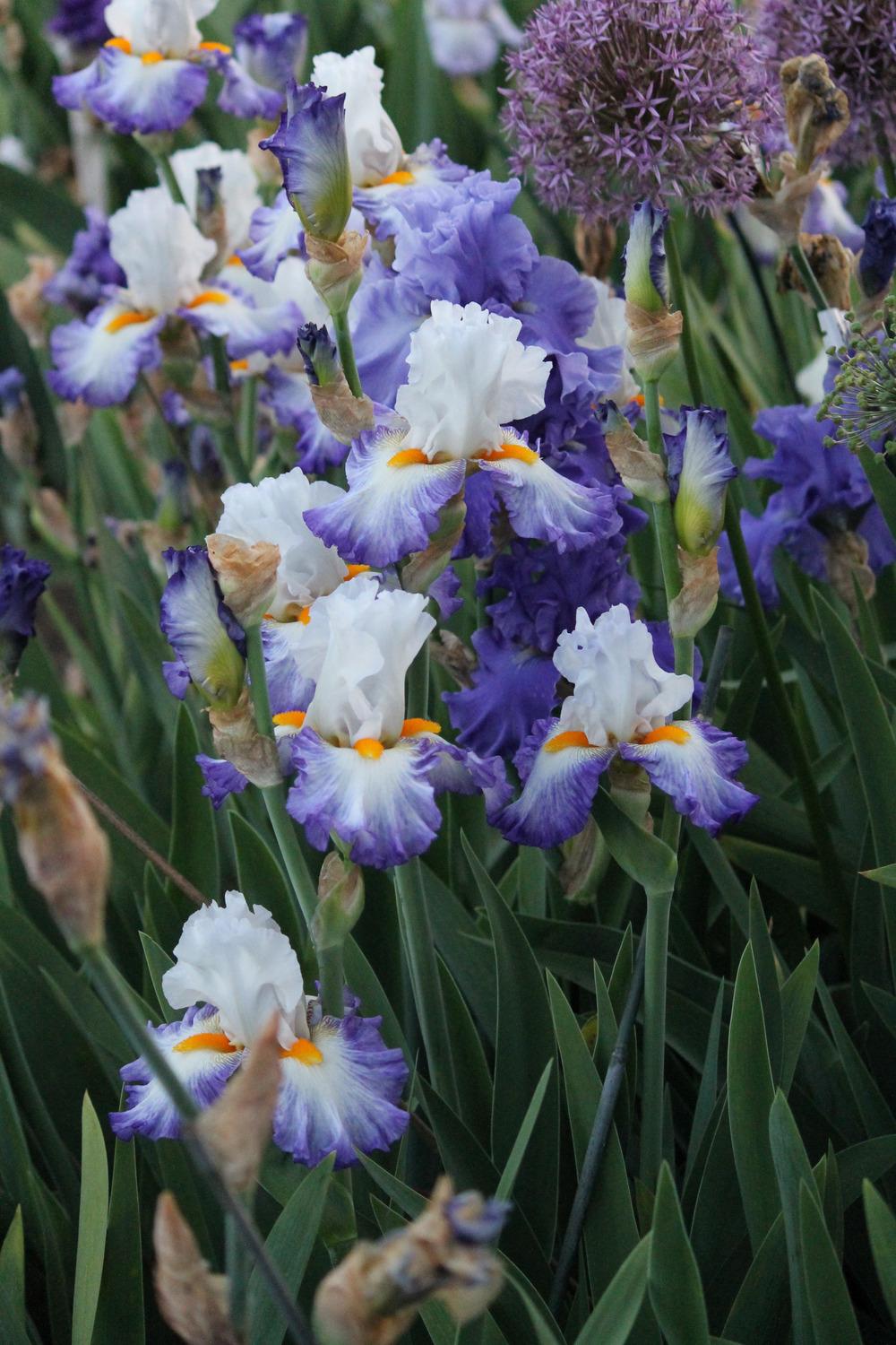 Photo of Tall Bearded Iris (Iris 'Brilliant Idea') uploaded by ARUBA1334