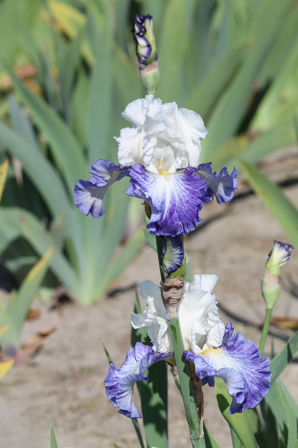 Photo of Tall Bearded Iris (Iris 'Miles Ahead') uploaded by ARUBA1334