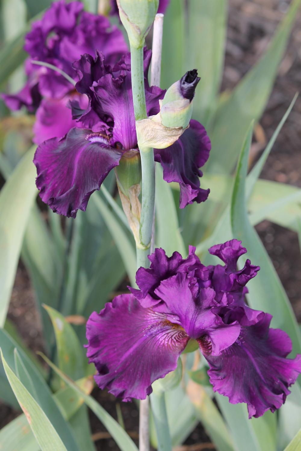 Photo of Tall Bearded Iris (Iris 'Dream Express') uploaded by ARUBA1334