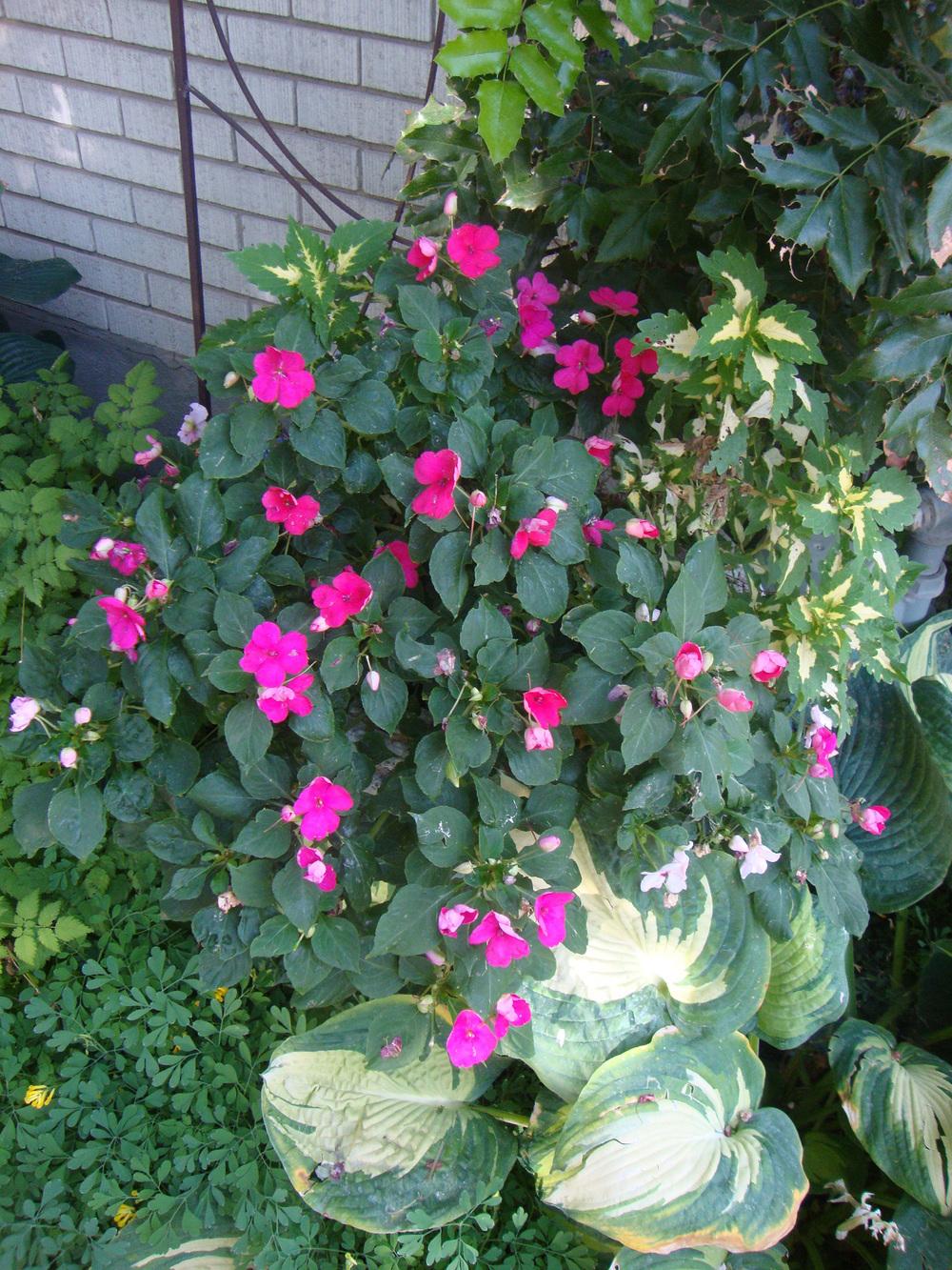 Photo of Busy Lizzy (Impatiens walleriana) uploaded by Paul2032