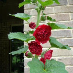 Location: Butterfly garden
Date: 2009-11-24
Rosy Red Double Hollyhock