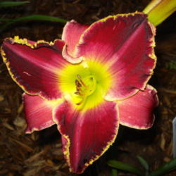 Location: Curries Daylily Farm
Date: 2012-07-19
Royal Robes-Stan Holley 2012 Intro