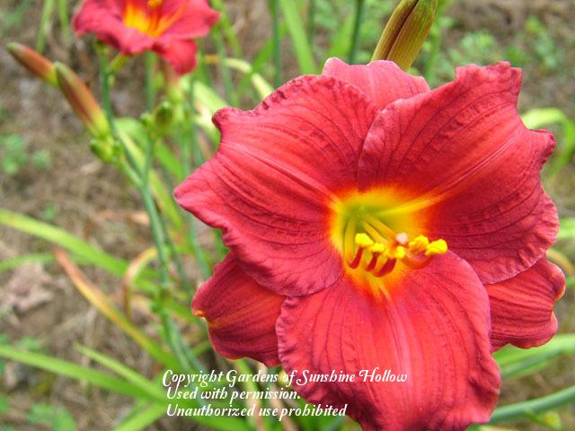 Photo of Daylily (Hemerocallis 'Queen's Sprite') uploaded by vic