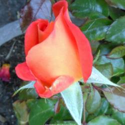 Location: In my Northern California garden
Date: 2012-09-10