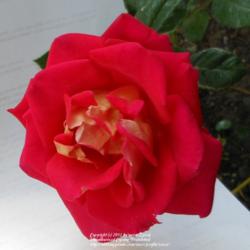 Location: In my Northern California garden
Date: 2012-09-10
Shot against a white background to show the true color