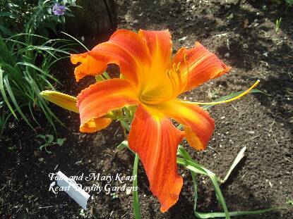 Photo of Daylily (Hemerocallis 'Heavenly Orange Blaze') uploaded by Joy