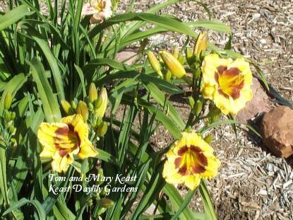 Photo of Daylily (Hemerocallis 'Jason Salter') uploaded by Joy