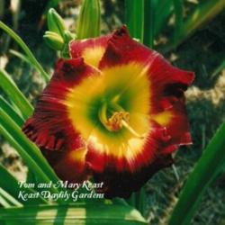 
Photo Courtesy of Keast Daylily Gardens. Used with Permission.