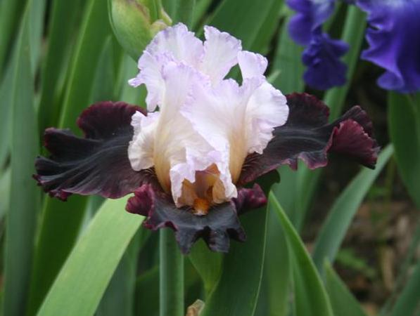 Photo of Tall Bearded Iris (Iris 'Dream Lord') uploaded by KentPfeiffer