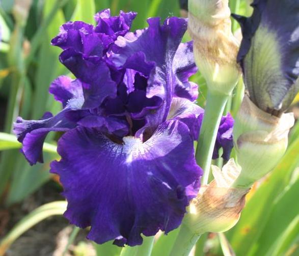 Photo of Tall Bearded Iris (Iris 'Circle of Light') uploaded by KentPfeiffer