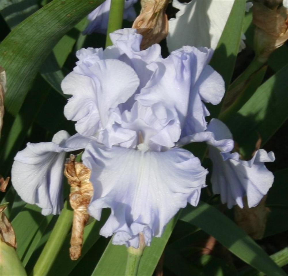 Photo of Tall Bearded Iris (Iris 'Abiqua Falls') uploaded by KentPfeiffer