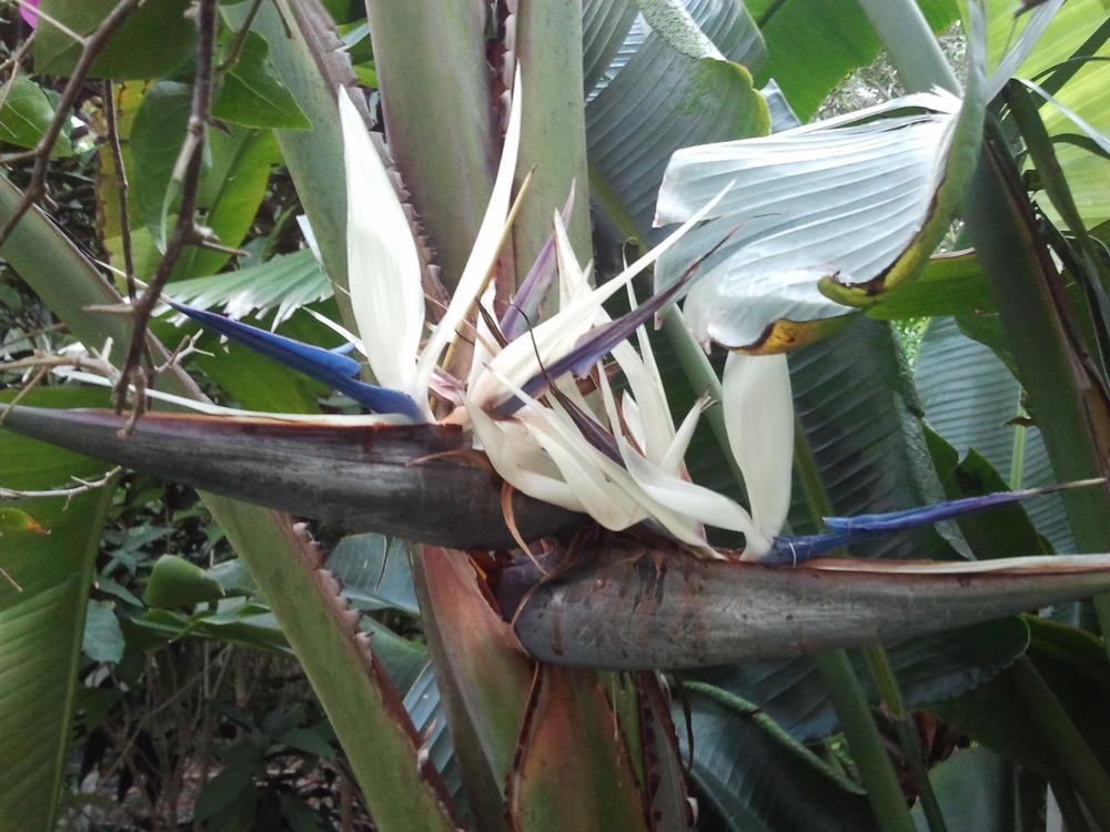 Photo of Giant White Bird of Paradise (Strelitzia nicolai) uploaded by dyzzypyxxy