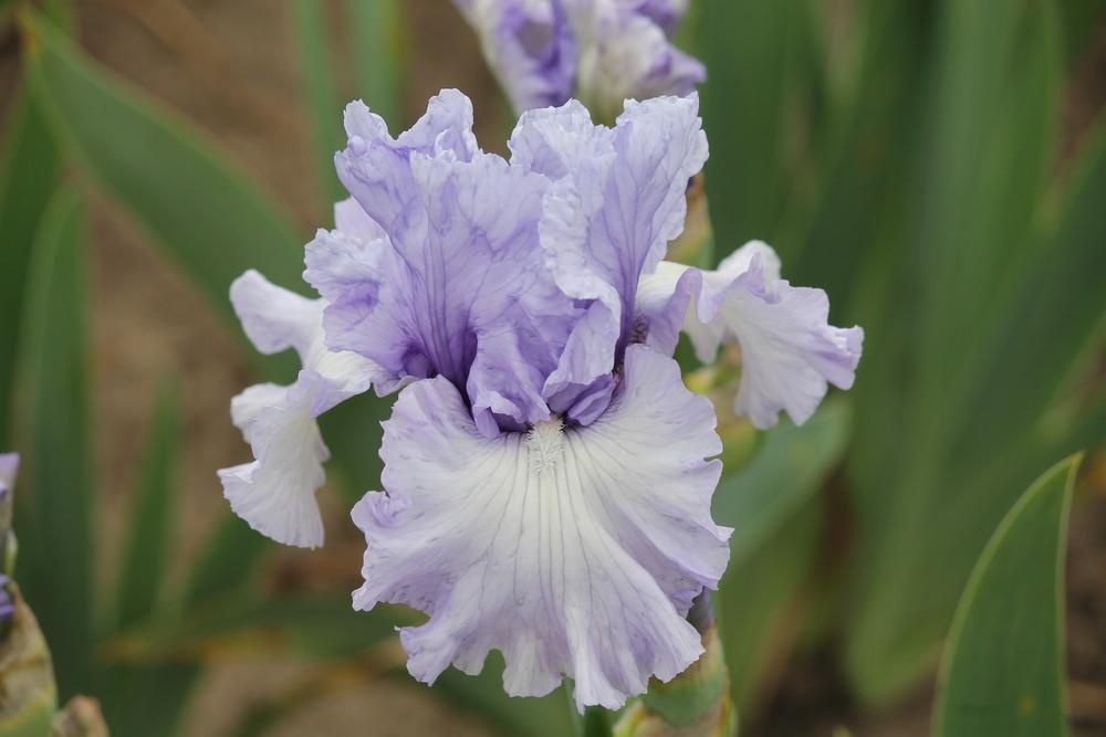 Photo of Tall Bearded Iris (Iris 'Uptown Lady') uploaded by ARUBA1334