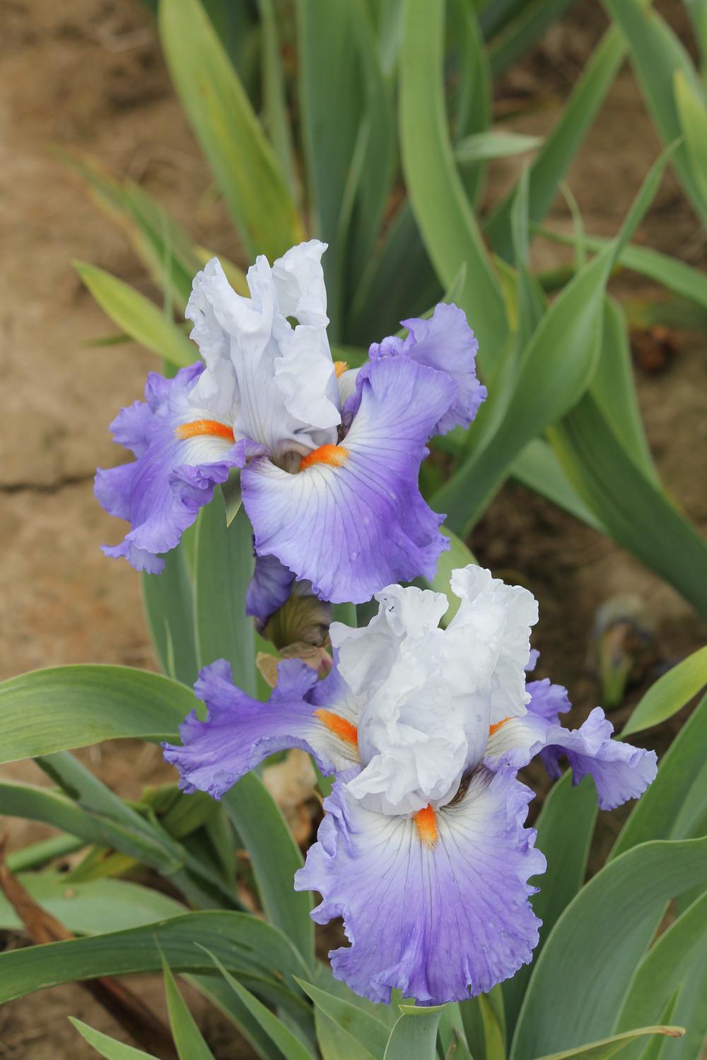 Photo of Tall Bearded Iris (Iris 'Versailles') uploaded by ARUBA1334