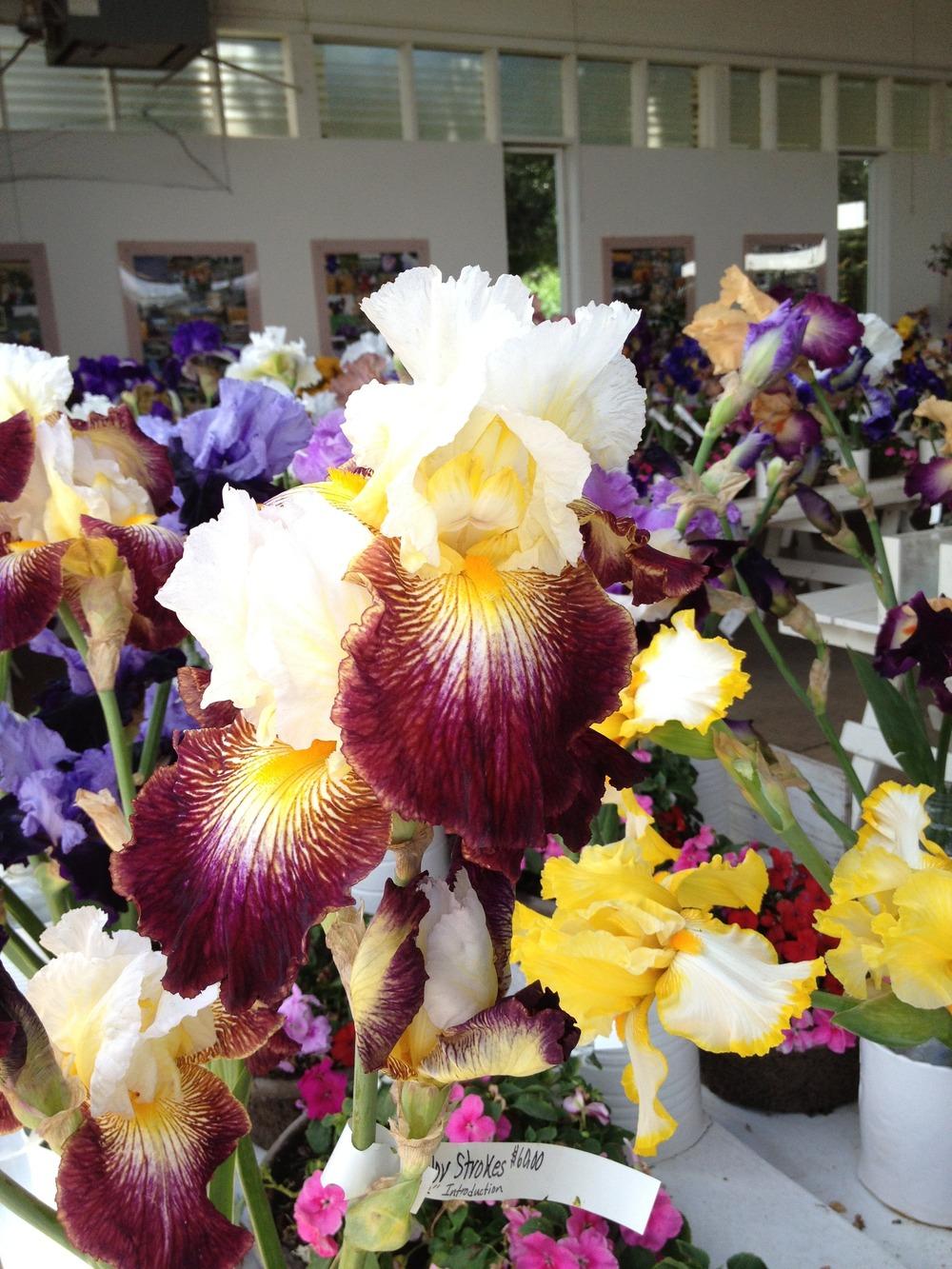 Photo of Tall Bearded Iris (Iris 'Color Strokes') uploaded by ARUBA1334