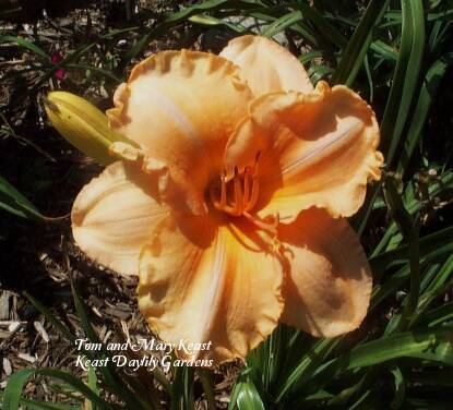 Photo of Daylily (Hemerocallis 'Song of Spring') uploaded by Joy