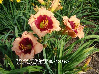 Photo of Daylily (Hemerocallis 'Mary Ethel Anderson') uploaded by Joy