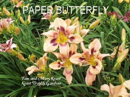 Photo of Daylily (Hemerocallis 'Paper Butterfly') uploaded by Joy